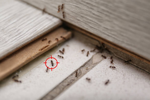  Pine Knoll Shores, NC Pest Control Pros