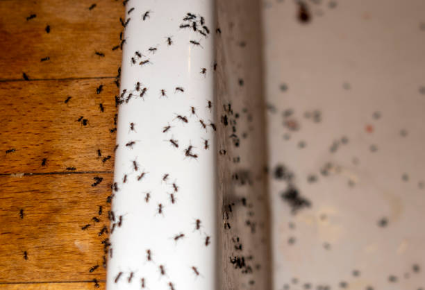 Flea Control Services in Pine Knoll Shores, NC